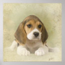 Recherche de beagle impressions sur toile Mignon