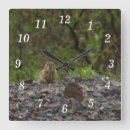 Recherche de terrestre horloges Faune