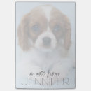 Recherche de roi cavalier Chiot