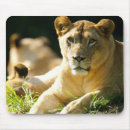 Recherche de lion sauvage tapis souris Safari