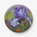 Recherche de iris pourpre et blanc Nature