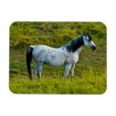 Recherche de équin magnets Coloré