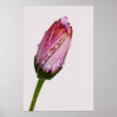 Recherche de osteospermum art Photographie