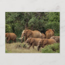 Recherche de tronc cartes postales Herbe