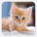 Recherche de yeux bleus autocollants Photographie