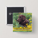 Recherche de laboratoire beau Chiens