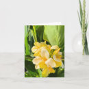 Recherche de canna vœux cartes Botanique