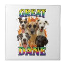Recherche de danois carreaux Chien