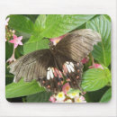 Recherche de queue de souris Tropical