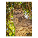 Recherche de hiboux c art Amoureux de hibou