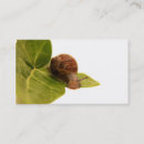 Recherche de escargots cartes visite Nature