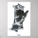 Recherche de schipperke posters Noir