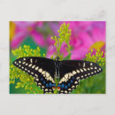 Recherche de papillon à queue jaune cartes postales Fleur