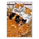 Recherche de minou toutes vœux cartes Animal