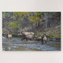 Recherche de wapiti puzzles Colorado