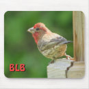 Recherche de oiseaux chanteurs tapis souris Photographie de la nature