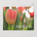 Recherche de plat de tulipe Amoureux de la nature