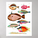 Recherche de manta posters Poisson