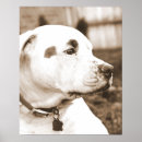 Recherche de races de chien posters Dogs