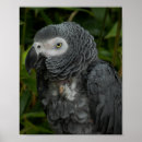 Recherche de perroquets de gris africain posters Photographie
