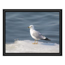 Recherche de ornithologie posters Nature