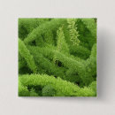 Recherche de fougere badges Plante