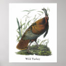 Recherche de dinde sauvage posters Oiseaux