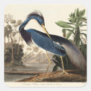 Recherche de audubon autocollants Oiseaux d'amérique