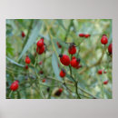 Recherche de rouge fruit posters Chute