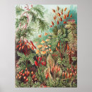 Recherche de exotique posters Ernst haeckel