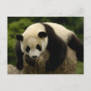 Recherche de province vœux cartes Animal
