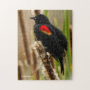 Recherche de ailes puzzles Pour eux