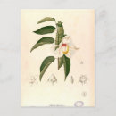 Recherche de 1880 cartes postales Dessin