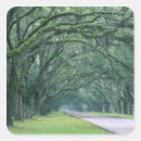 Recherche de savannah autocollants Arbre