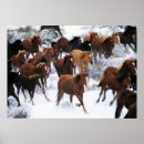 Recherche de troupeau de chevaux sauvages posters Animaux
