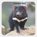 Recherche de tasmanie autocollants Animal
