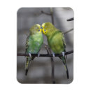 Recherche de perroquet vert magnets Jaune