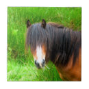 Recherche de poneys carreaux Mignon