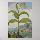 Recherche de watercolour posters Botanical