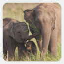 Recherche de éléphant asiatique autocollants Animal