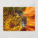 Recherche de api cartes postales Nectar