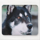 Recherche de malamute tapis souris Chiot