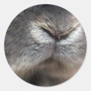 Recherche de nez de lapin Animaux