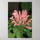 Recherche de crevettes posters Fleur