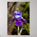 Recherche de import posters Violet