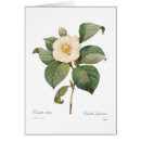 Recherche de camélia blanc cartes postales Flore