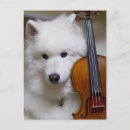 Recherche de samoyede cartes postales Acheter samoyed