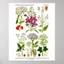 Recherche de copies botaniques posters Pour elle