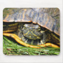 Recherche de coquille tortue tapis souris Nature