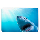 Recherche de grand requin magnets Faune